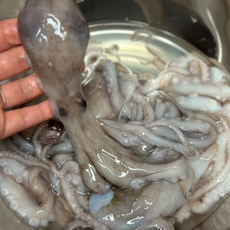 [급냉] 정식통관 낙지 뻘낙지 급냉낙지 생물낙지 활낙지, 1개, 2kg(4미내외)