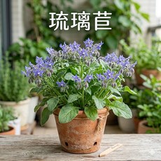 琉璃苣種子 中包裝 香草植物 蜜源植物 景觀花卉 香草種子 芽菜種子, 1包