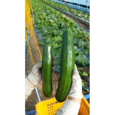 (당일배송)국내산 쥬키니 호박 3kg 5kg 10kg, 쥬키니 특 3kg