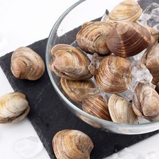 숨비해물 생물 돌백합1kg