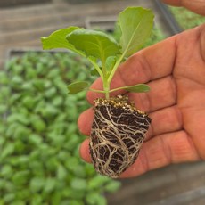 [오감] 양배추 모종 가을 채소 묘종, 14개