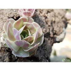 [평창]인제바위솔(인제연화바위솔), 3개, 단일
