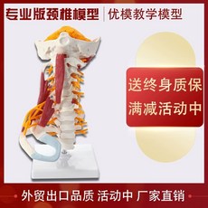 쇄골 신경 늑골 사각근 후두 상완신경총, A. 고급 자궁 경부 모델