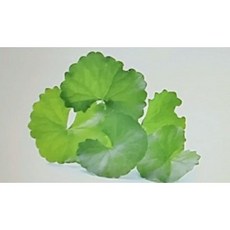 [허니솝] 추출물 모음 (수제비누 화장품 DIY재료), 03. 병풀 추출물 100ml, 1개