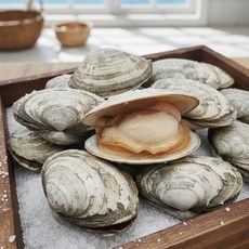 방금 조업한 왕우럭 조개 남해안, 1박스, 생물 우럭조개500g (6미내외)