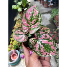 霏霏園藝 粉紅動心觀葉植物, 1個