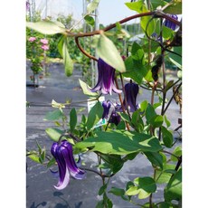 [비젼플라워] (야생화놀이터)--노지월동--베란다월동-$&&-으아리-종덩쿨으아리-보라, 1개