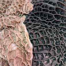 한우 벌집양 1kg 벌양 생벌양 (냉동), 1개