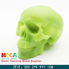 두개골 모형 해골 골격 모델 스케치 해부학, 미니 형광 해골 모델