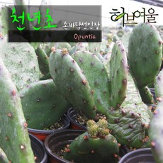 [허브여울선인장] 천년초 (손바닥선인장 부채선인장 노지월동 무농약), 5개, 지름 9cm 소품