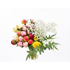 [꽃으로]작약꽃 사라(3~4송이) 코랄썬셋 레드참 화이트 작약 7송이 혼합(랜덤)생화꽃다발 메디골드 안개꽃 영춘화등의조합 직접농사지은 꽃을 무료직배송, 14개, 핑크, 레드,화이트  혼합