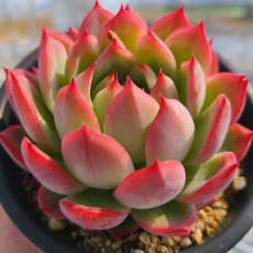 [인지다육] 아이코이리스 다육식물, 1개