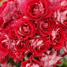 예쁜제라늄 러시아제라늄 안드레아스로즈버드 로즈 왕꽃볼 농장직송 유럽제라늄 모종, 1개