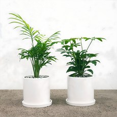 꽃피우는청년 천연가습기 실내공기정화식물 2종 세트 (테이블야자 홍콩야자), 화이트, 1개