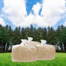 편백 톱밥 베딩, 1개, 3kg