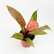 글라스가든 필로덴드론 프린스 오브 오렌지 소품 수경재배 수중 실내공기정화 키우기 쉬운 식물 키우기, 1개