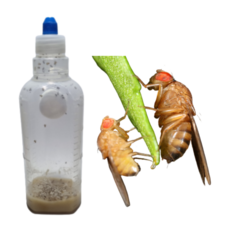 [먹이용 초파리] 사마귀 새끼 개구리 도마뱀, 1개, 10ml, 25마리(큰초), X