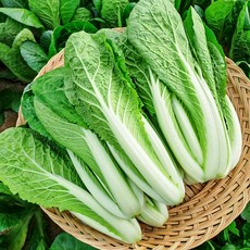 포천 채소한 산지직송 얼갈이 배추 어린열무 셋트, 1개, 얼갈이2kg