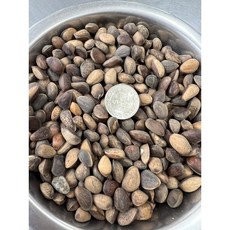 帶殼松子 600g, 1個, 中大紅松子