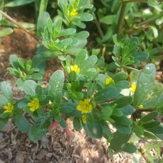 쇠비름 씨앗 100립 (재래종)