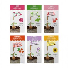 글로벌이지 뚝딱 틔움 씨드깃발 새싹 키우기, 씨드깃발 스위트바질