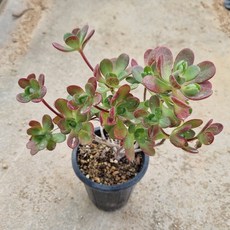 [수암다육] 아도데스 랜덤발송 Aeonium saundersii (Adodes) 다육 다육이 다육식물, 1개