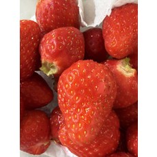 딸기 산지직송 설향 특품 1킹스베리 매향 과일 단백질 국내산 고품질 신상품 900g 1개, 1kg