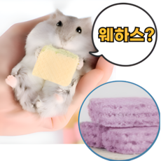 햄스터간식 포도 웨하스 이갈이 골든햄스터 간식 이갈이 먹이 사료 밥, 6개, 퍼플 (포도맛)