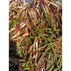 섬결이네농가 직접 재배한 쪽파 전라도 ""파김치"" 맛보세요.은은한 젓갈맛의 깊은향 "파김치" 1kg 2kg 3kg 5kg, 1개