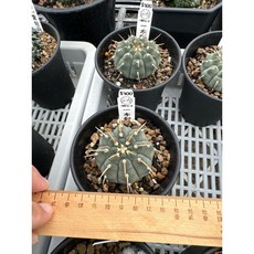 MC多肉園 嚴選仙人掌多肉植物盆栽，多款造型可選，綠植盆栽點綴居家空間, 1個, 一本刺