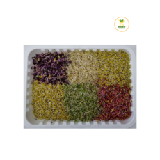 모듬새싹 (500g), 1개
