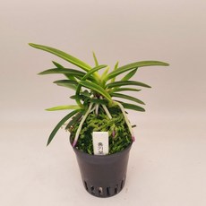 홍기보 풍란 서반 루비근 (홍기보)부귀란 난종류 숯돌꽃, 1개