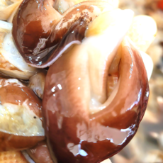 새조개 샤브샤브용 최상급 제철새조개 산지직송 손질새조개, 1개, 200g(1~2인 맛보기)