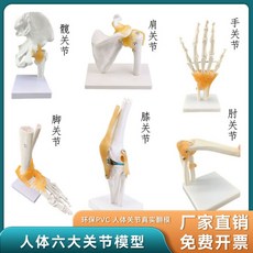包郵!人體膝關節功能模型可動骨骼模型肩關節肘關節手關節腳關節髖關節人體模型 教学 模型 穴位 關節骨架 模具, 1個, 肩關節模型,人體關節真實翻模