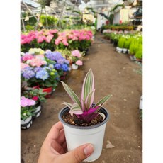식물사랑꽃농원 부자란, 1개