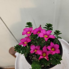 사랑초 목사랑초 꽃도 이쁘고 든든하게 잘 자라요, 1개