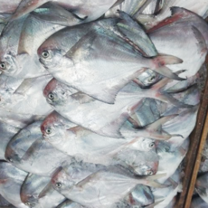 선주직송 손질 병어, 1개, 횟감용 300g(2-5미)