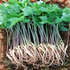 [맘스호미] 장성농부 새싹삼 새싹인삼 면역력 선물, 1g, 1박스, 새싹삼 XS_25개