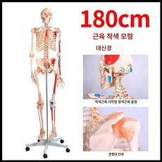 인체 모형 해부학 골격 모델 교육용 실습 해골 전신 85cm, 6. A1002 180cm