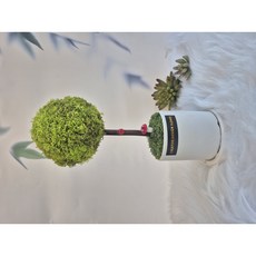 공기정화식물 스칸디아모스 원형 화분 토피어리 개업 집들이 각종 선물 추천 받는 분이 만족도 좋음, 사용함, 스프링그린