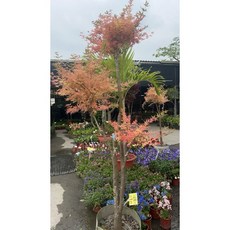 霏霏園藝日本楓樹泰勒老樹一棵特價種要運含運, 泰勒一棵23000元免運