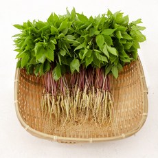 GAP 토정마루 새싹인삼 30뿌리 중(20~25cm) 새싹삼 부모님 건강 선물, 1.4g, 30개