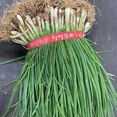 싱싱한 남도 보성 흙쪽파 1단 1kg 추가 300g증정!, 1개