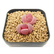 리톱스 루비2두 - 핑크빛 미니하트같은 식물 아프리카식물 농장 에이플랜트 코덱스, 1개