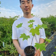 엄나무 5~20cm 포트묘 음나무