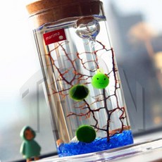 마리모 키우기 유리병 6.5x12.5cm 반려식물 초등학생