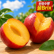 [산지직송] 고당도선별 꿀birx 하우스 자두, 1개, 250g