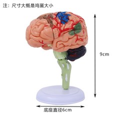 교육용 뇌 모형 과학 신경 뇌간 해부 동맥 모델 교육 두뇌 해부학, 4D뇌(7x6x9cm)