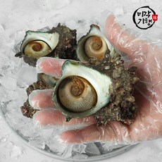 [G]미각기행 통영 뿔소라 2kg(10-18미), 1개, 2000g