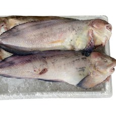 [한정특가] 생물 물메기 곰치 물텀벙 물메기탕, 1박스, 1kg